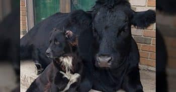 PetWireDaily — Most Cows Spend Summer in Pastures. Daisy Chose the Porch Instead.