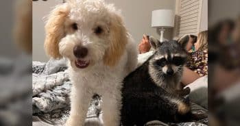 Raccoon and Dog