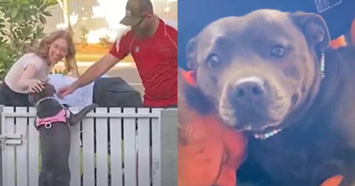 Every Afternoon, This Dog Waits by the Fence for the Sweetest Reason