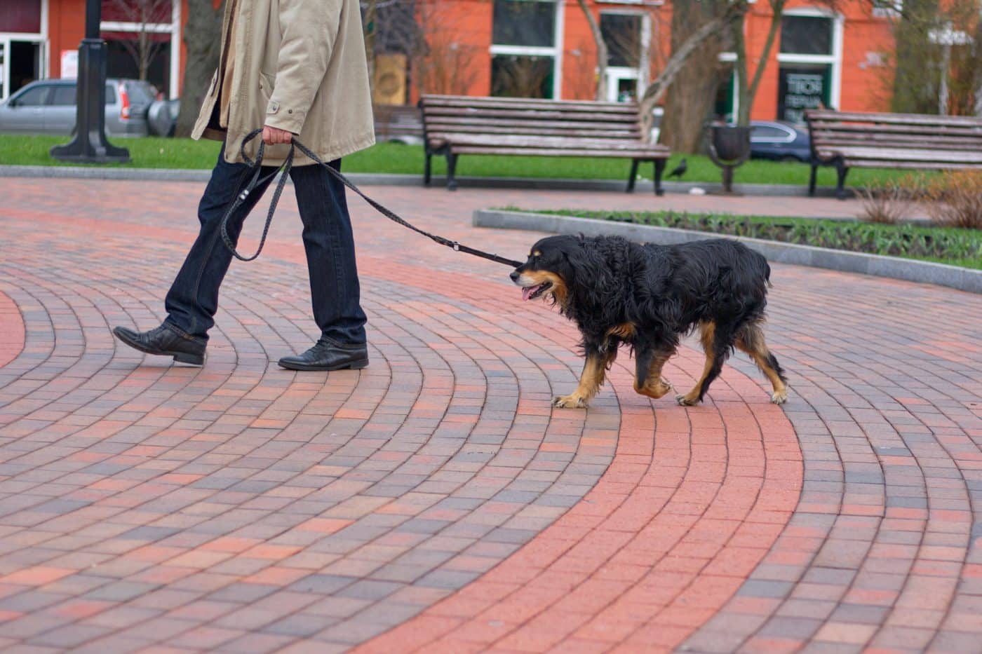 Is Your Dog Slowing Down? What 15 Years As A Vet Tech Taught Me About Raw Feeding