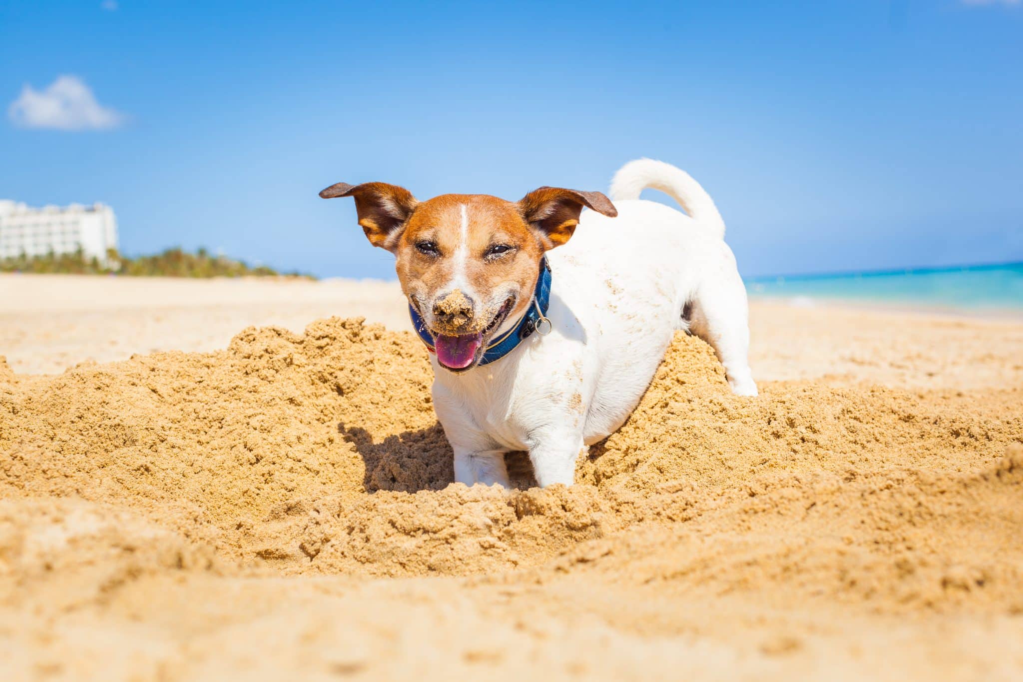 Jack Russell Terrier enthusiastically digging with energetic determination and classic terrier curiosity.