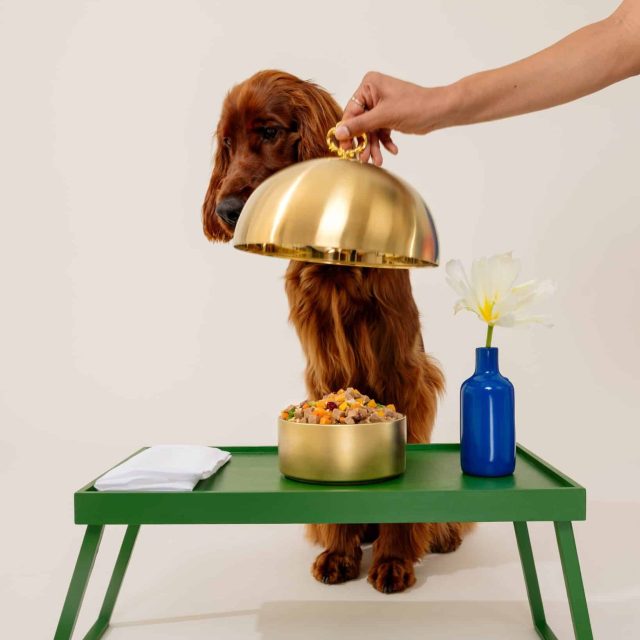 Golden Child human-grade fresh dog food freshly prepared bowl
