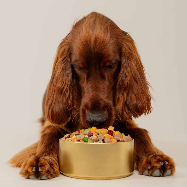Dog eating Golden Child fresh dog food from a bowl at mealtime