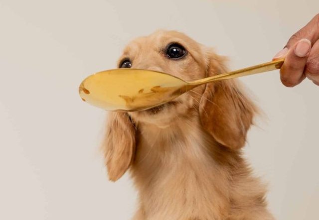 Golden Child fresh dog food and Drizzles arranged for a feeding guide