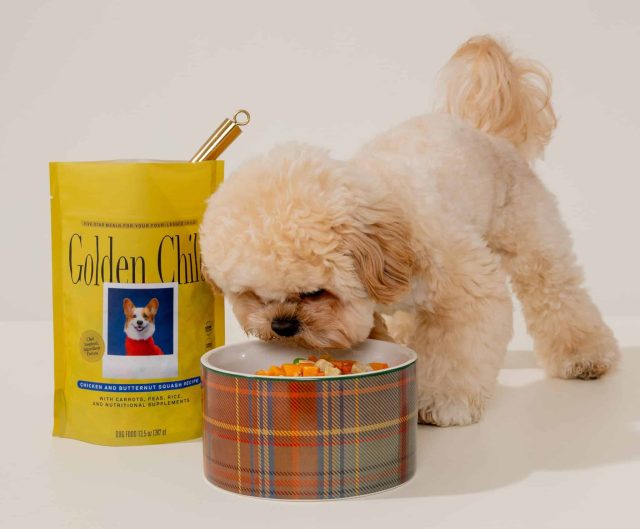 Happy dog after eating Golden Child human-grade fresh dog food