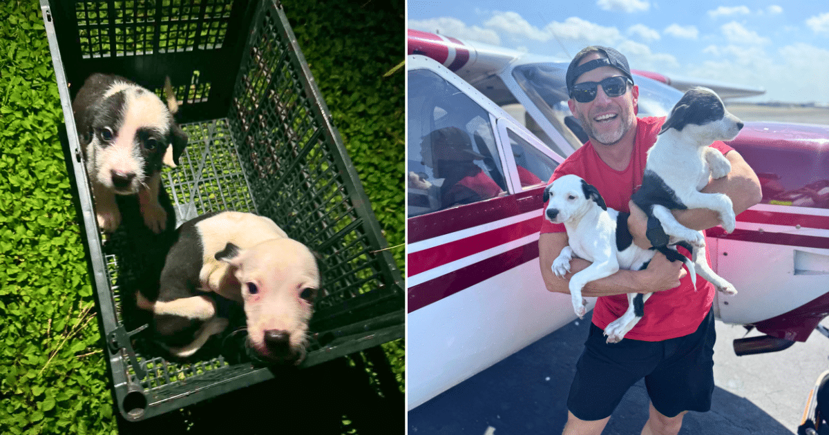 Abandoned In A Box, Archie & Winston Are Finally On Their Way To A Brighter Future