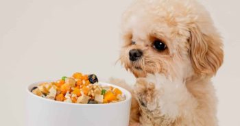 PetWireDaily — I’ve Seen Hundreds of Dog Diets. Here’s Why Fresh Food From Golden Child Is Different