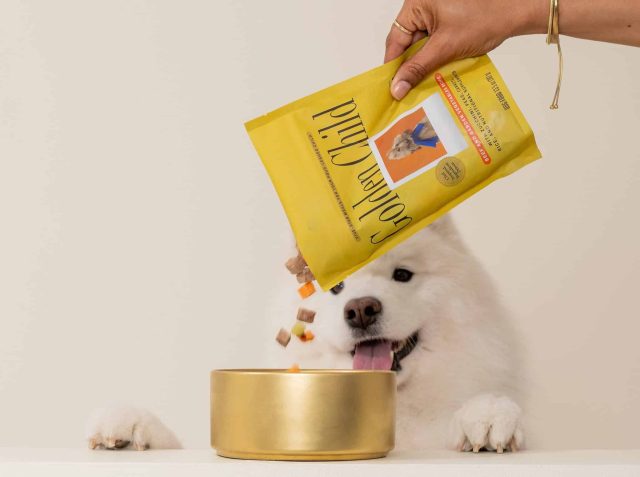 Woman pouring Golden Child fresh dog food into a bowl as her Samoyed waits