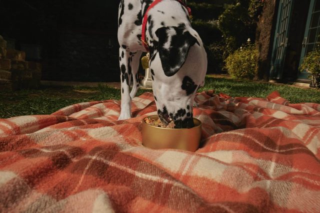 Chef-crafted Golden Child fresh dog food made with human-grade ingredients