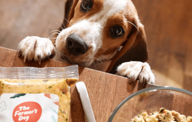 Beagle puppy with paws on table looks longingly at a bag and bowl of The Farmer's Dog fresh food