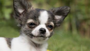 PetWireDaily — 12 Ultimate Clingy Dog Breeds: Countdown the Dogs That Stick To You Like Glue