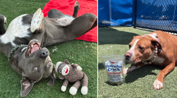 PetWireDaily — iHeartDogs Hero VIP Club Members & Supporters Gave Shelter Dogs a Brighter Summer