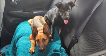PetWireDaily — Ellie & Jett Were Under The Gun. Thanks To You, They’re Headed Toward Hope.