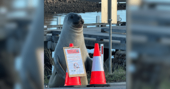 PetWireDaily — Neil the Seal Crashes Through Fences, Blocks Roads, and Wins Everyone Over