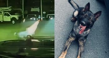 PetWireDaily — Highly Trained Police K-9 Defeated by a Traffic Cone