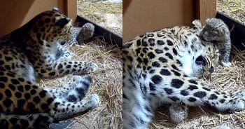 PetWireDaily — Historic First as Rare Amur Leopard Cub Is Born at Cleveland Zoo