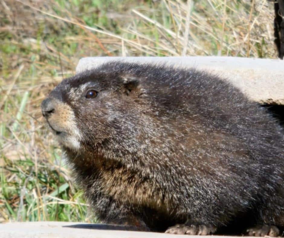 Marmot research Rocky Mountain Biological Laboratory