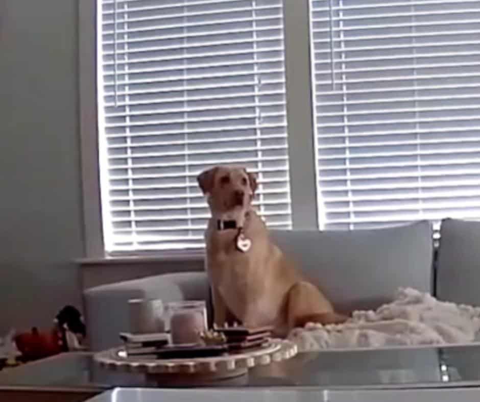Ceiling collapse footage still