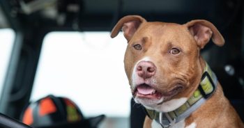 PetWireDaily — Firefighters Adopt Dog After Homeless Veteran Makes Heartbreaking Choice