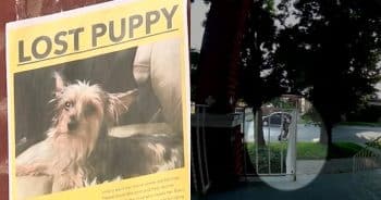 PetWireDaily — 9-Year-Old Girl With Autism Pleads for Return of Her Stolen Service Dog