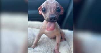 PetWireDaily — Doppy Is Short for Dopamine, and One Look at This Pup Explains Why