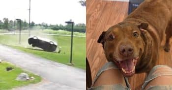 PetWireDaily — Dog Thrown From Rollover Crash Is Finally Found Thanks to a Group of Kids