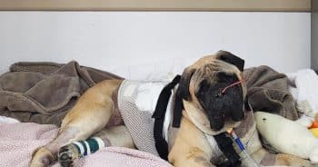 PetWireDaily — Bullmastiff Hit by Tractor Defies the Odds After Month-Long Fight