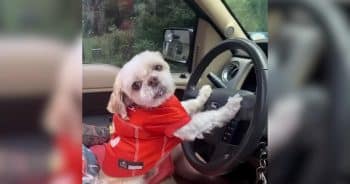 PetWireDaily — Florida Dog Vanishes, Then Turns Up 1,000 Miles Away in New York
