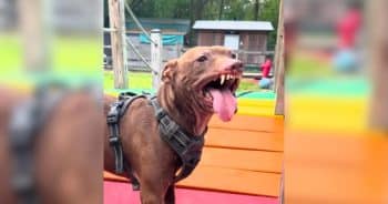 PetWireDaily — Everyone Thought This Scarred Dog Was Growling Until They Learned the Truth