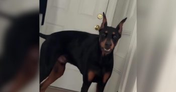 PetWireDaily — Terrified Shelter Dog Waited 763 Days for the One Person Who Wouldn’t Give Up