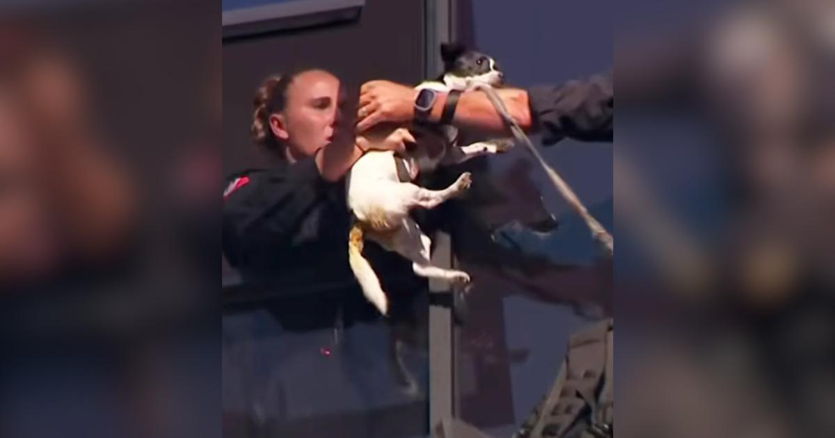 Missing Dog Survives Two Days on a 13-Story Ledge Before Dramatic Rescue