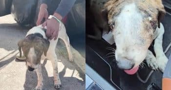 PetWireDaily — Street Dog Beats Cancer After Being Given Just 24 Hours to Live