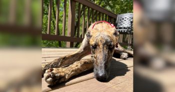 Forgotten Dog Waited Alone at a Train Station Until Hope Finally Arrived