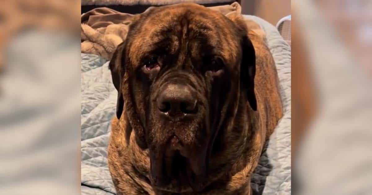 The Tiny Puppy They Almost Didn’t Keep Grew Into a 185-Pound Best Friend