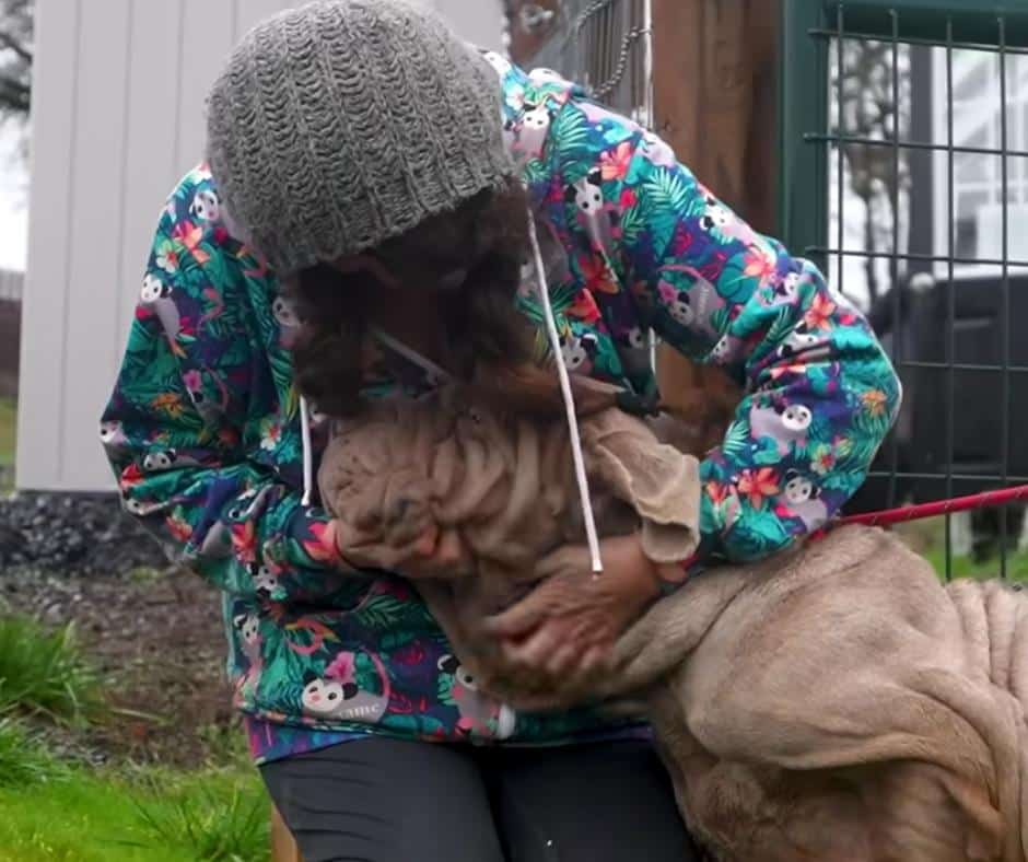Velveteen the Neapolitan Mastiff