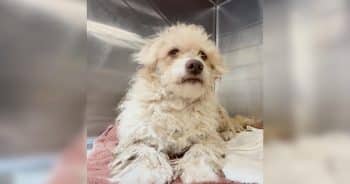 PetWireDaily — The Shelter Dog Everyone Called Aggressive Was Hiding a Painful Secret