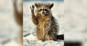 PetWireDaily — Check Out the Funniest Comedy Wildlife Award Photos of the Last Decade