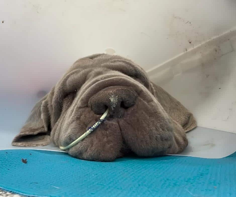 Velveteen the Neapolitan Mastiff