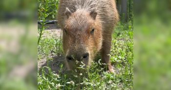 PetWireDaily — Ever Wonder What a Capybara Does All Day? Meet Pumpkin and Find Out.