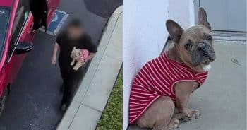 PetWireDaily — French Bulldog Left Behind at Shelter Has the Saddest Look in His Eyes