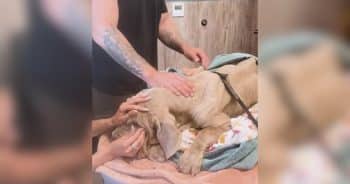 PetWireDaily — Mastiff Left the Sanctuary Healthy and Happy. She Returned in Critical Condition