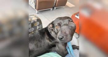 PetWireDaily — Dog’s Crooked Smile Hid a Rare Condition, but Not Her Beautiful Spirit