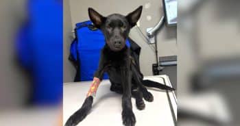 Dumpster Puppy With Two Broken Legs Is One Step Closer to His Forever Home