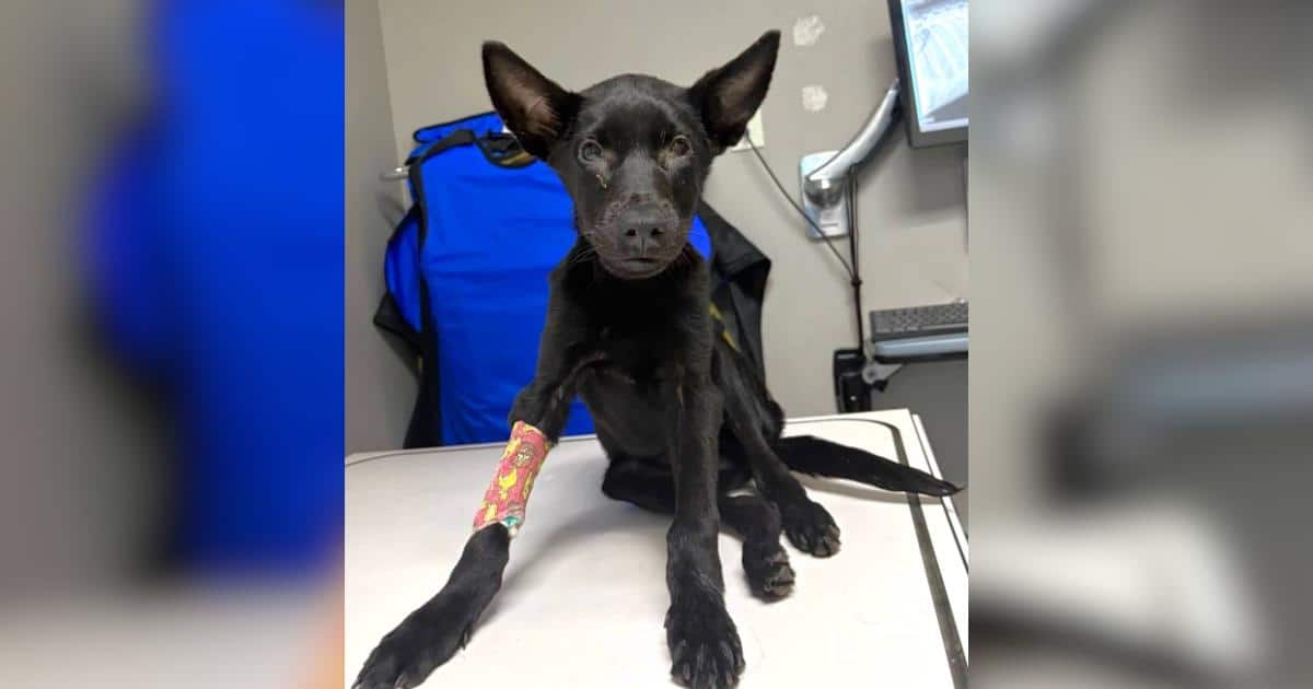 Dumpster Puppy With Two Broken Legs Is One Step Closer to His Forever Home