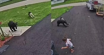 PetWireDaily — Security Camera Captures the Moment Family Dog Chases Off Bear Charging Young Boy