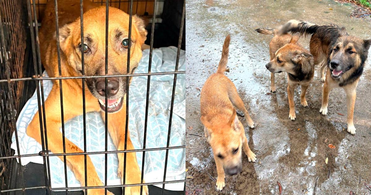 After Their Owner’s Tragic Death, Rescue Steps In for Six Dogs Left Behind