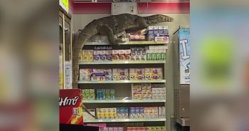 Giant ‘Godzilla’ Lizard Goes Shopping at 7-Eleven