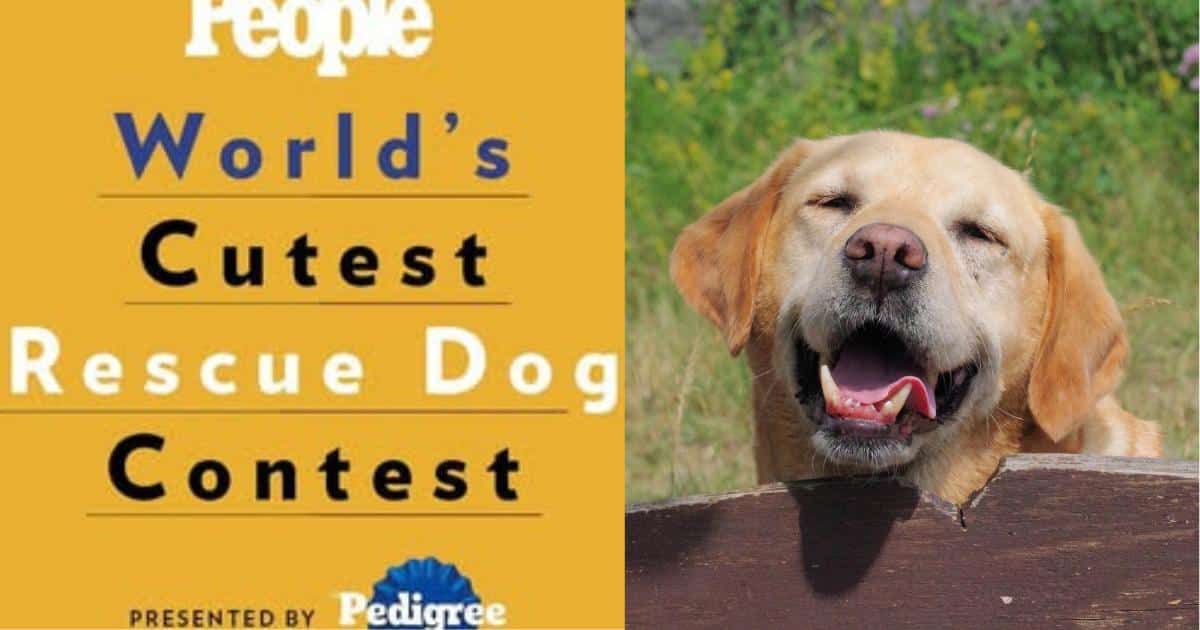 PEOPLE Announces Return of World’s Cutest Rescue Dog Contest