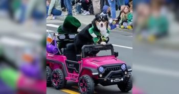 PetWireDaily — Patriotic Dog Who ‘Drives’ a Tiny Car Stops People in Their Tracks
