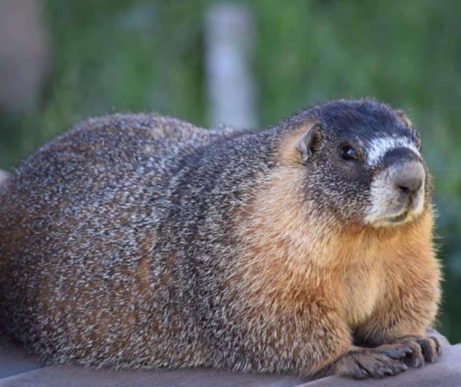 Fat Marmot Week contestants